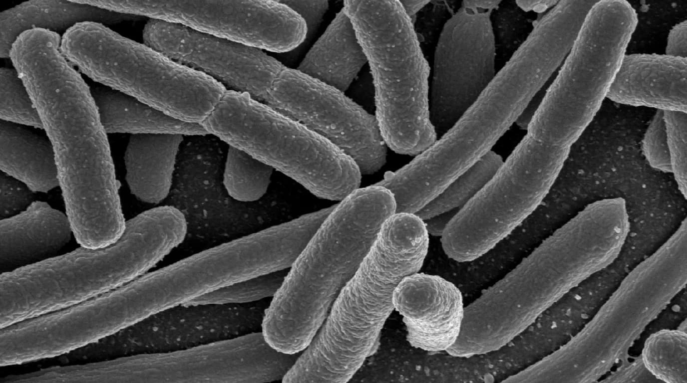 A single rod-shaped bacterium with flagella trailing through aqueous medium.
